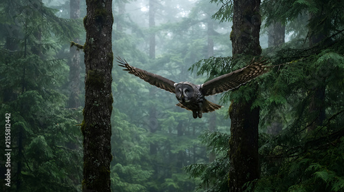 Great gray owl flying through dense foggy evergreen forest with wings spread wide in midair during daylight.