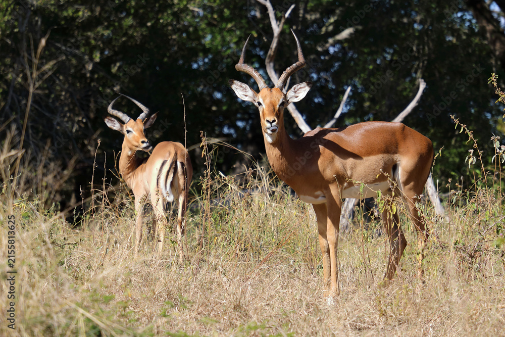 Obraz premium Schwarzfersenantilope / Impala / Aepyceros melampus
