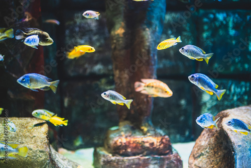 Colorful Malawi Cichlid Aquarium with Vibrant African Cichlids. Beautiful Malawi Cichlid Fish in a Freshwater Aquarium. African Malawi Cichlids Swimming in a Tropical Aquarium.