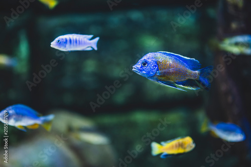 Colorful Malawi Cichlid Aquarium with Vibrant African Cichlids. Beautiful Malawi Cichlid Fish in a Freshwater Aquarium. African Malawi Cichlids Swimming in a Tropical Aquarium.