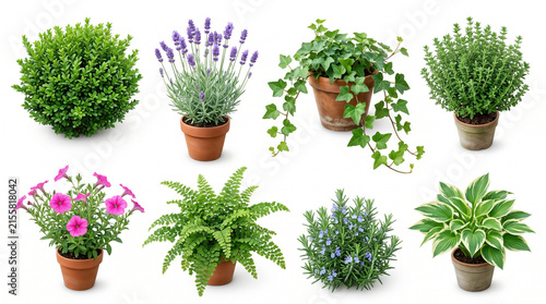 A collection of potted plants and herbs on white background
