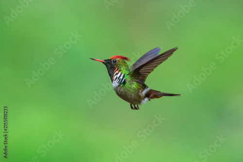 Konstfotografi Male frilled coquette (Lophornis magnificus) in mid-air hover, showcasing vibrant red crest, green plumage, and distinct white-and-black neck frills against a smooth green backdrop in Brazil