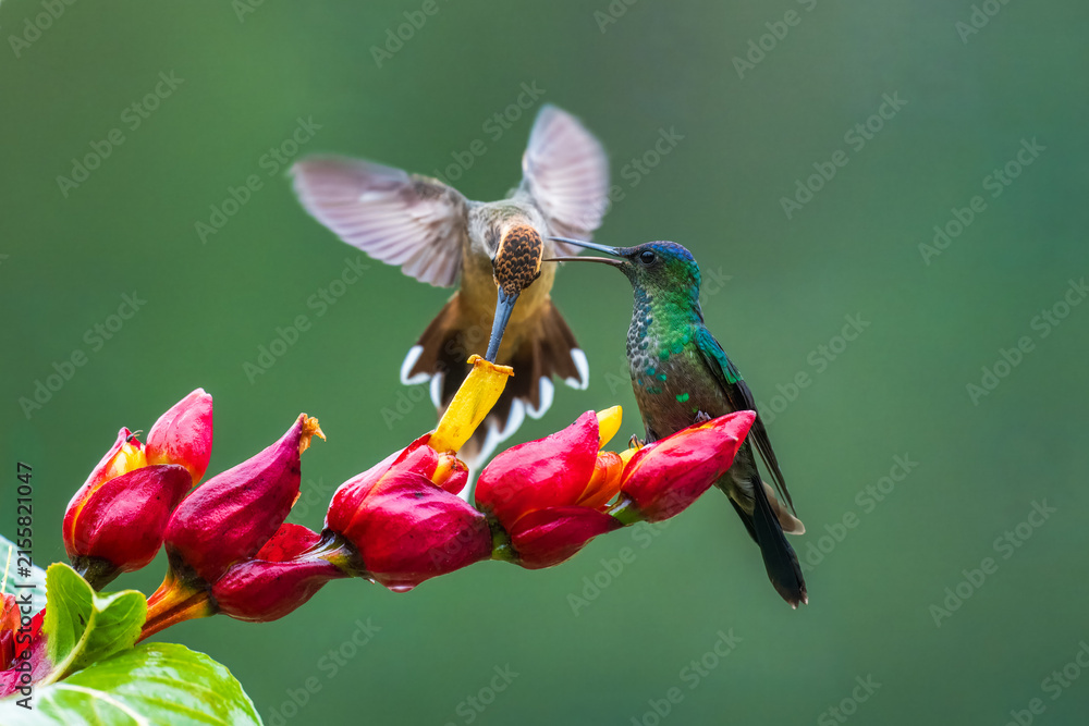 Naklejka premium Violet-capped woodnymph (Thalurania glaucopis) and scale-throated hermit (Phaethornis eurynome) feeding on red and yellow flowers in the Atlantic Forest, Brazil.