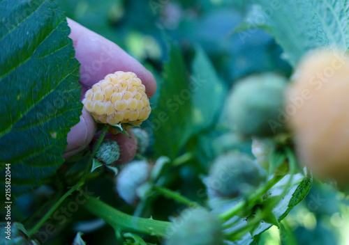 Fotografie Human fingers gently pick a ripe yellow raspberry from a green bush in the garden
