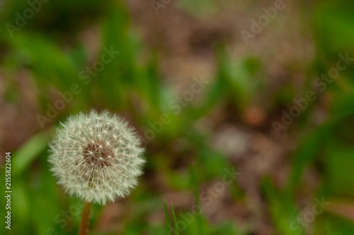 фотографія White dandelion flower.