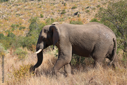Photography Afrikanischer Elefant / African elephant / Loxodonta africana