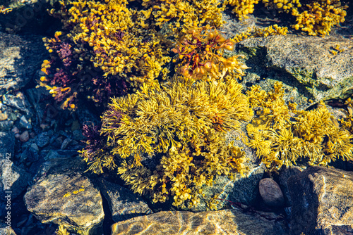 Meeresalgen im atlantischen Ozean an der Meeresküste in Nordland in Norwegen