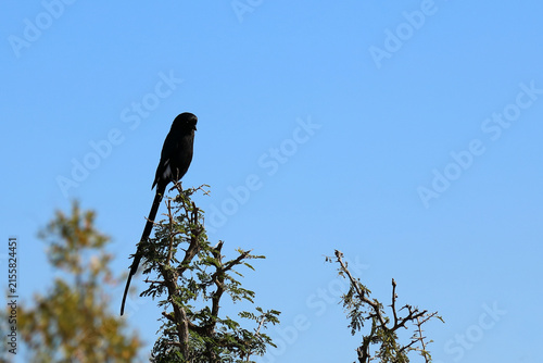 Elsterwürger / Long-tailed shrike or Magpie shrike / Urolestes melanoleucus