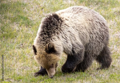 Grizzly Bear in Yellowstone National Park Wyoming in Springtime