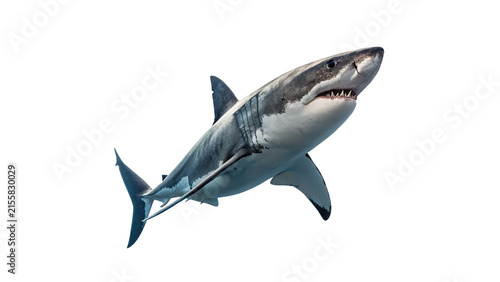 Konstfotografi Wild predatory white shark swimming fast isolated on transparent background for