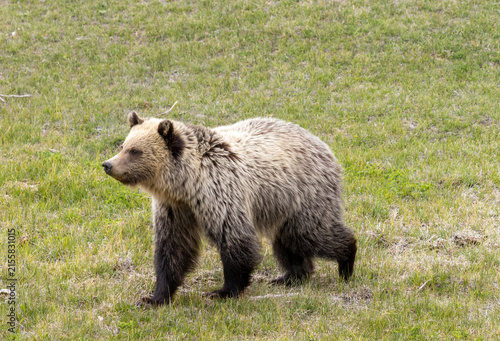 Grizzly Bear in Yellowstone National Park Wyoming in Springtime