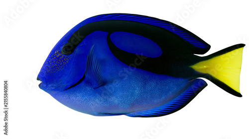 Quadro su tela Vibrant blue tang fish with black markings and yellow tail, isolated on transpar