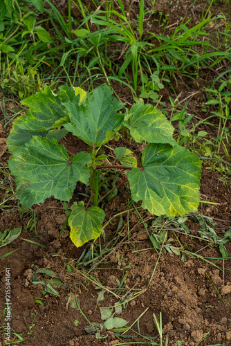 Young okra plant field infected with yellow vein mosaic virus showing leaf chlorosis and disease symptoms