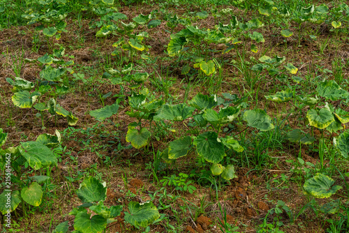 Young okra plant field infected with yellow vein mosaic virus showing leaf chlorosis and disease symptoms