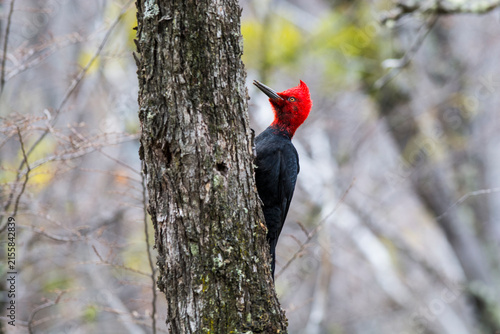 Magellanic Woodpecker, Campephilus magellanicus, Torres del Paine National Park, Chile.
