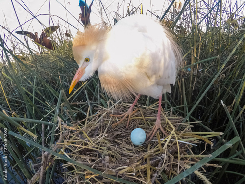 Cattle Egret, Bubulcus ibis, nesting, La Pampa Province, Patagonia, Argentina