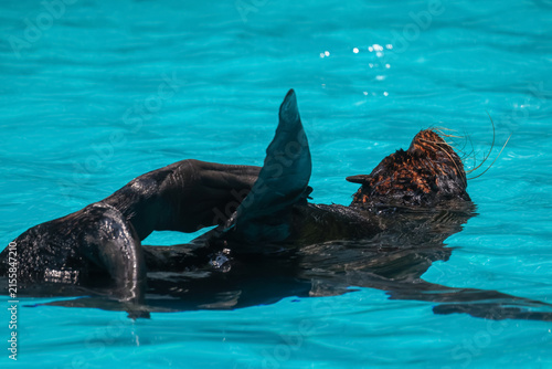 Konstfotografi Sea Lion Floating on Back Relaxing in Vivid Turquoise Water with Flipper Raised