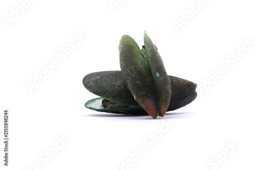 Canvas Print These bivalve mollusks are commonly harvested for food
