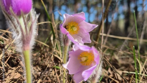Beautiful purple flowers in forest. Pulsatilla patens pasque flower or prairie crocus. Pulsatilla patens is a species of flowering plant in the family Ranunculaceae. Flower is listed in the Red Book