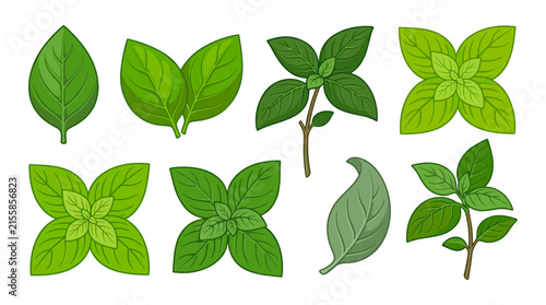 Fresh Green Basil and Oregano Herb Vector Icon Set with Isolated Leaves, Sprigs, and Branches for Culinary Cooking and Organic Food Designs