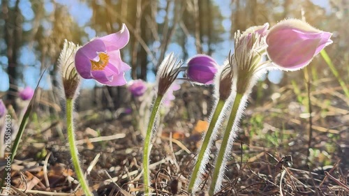 Beautiful purple flowers in forest. Pulsatilla patens pasque flower or prairie crocus. Pulsatilla patens is a species of flowering plant in the family Ranunculaceae. Flower is listed in the Red Book