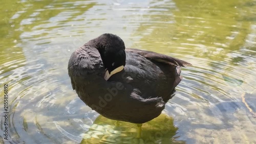 Coot or Fulica atra waterfowl standing in shallow lake water near the shore and cleaning its feathers during a calm outdoor moment in natural habitat