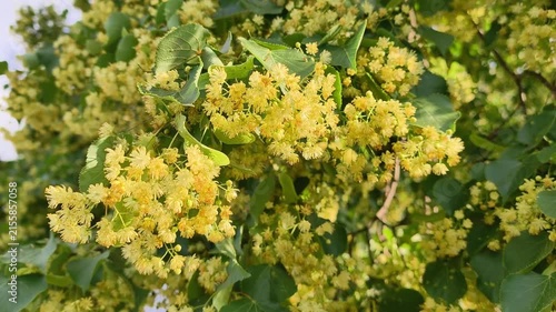 Blooming linden. Linden for European species, basswood for North American. Tilia - genus of about 30 species of trees or bushes, native throughout most of temperate Northern Hemisphere