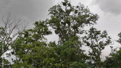 Dark gray clouds cover the sky before rain as strong wind moves large trees, creating a dramatic overcast weather scene with heavy clouds and restless foliage