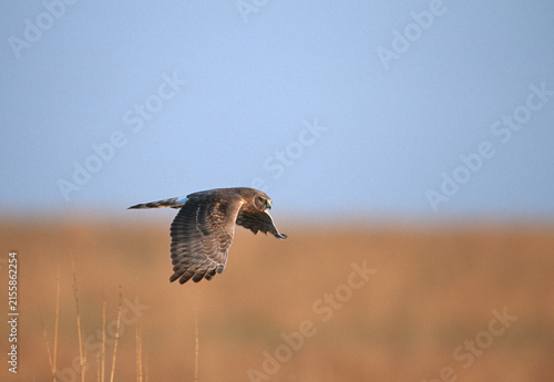 00803-010.16 Northern Harrier (Circus cyaneus) female in flight  Prairie Ridge State Natural Area  Marion Co.  IL
