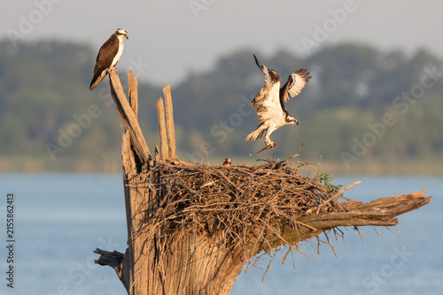 00783-02103 Osprey (Pandion haliaetus) landing at nest with fish Rend Lake Jefferson Co. IL