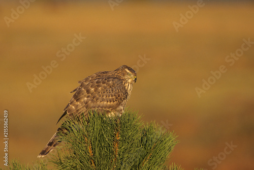 Foto 00785-00205 Northern Goshawk (Accipiter gentilis) immature in pine tree   CO