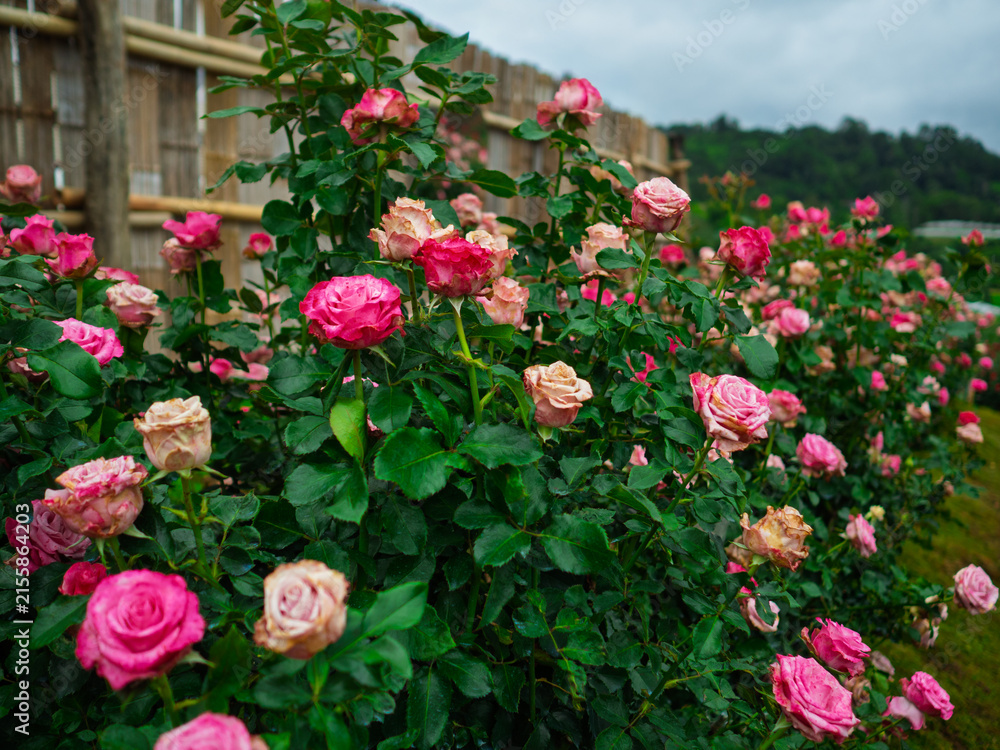 Naklejka premium Large, beautifully colored roses bloom magnificently across the sun-drenched hillside, offering a view of green slopes and clear skies that creates a truly romantic landscape..