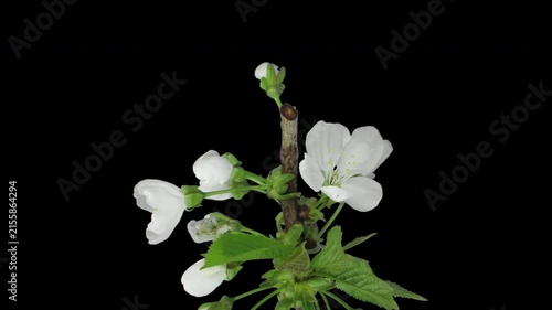 Time-lapse of a plum (Prunus) tree branch opening from flower buds to white blossoms, isolated on black with alpha transparency. 4K horizontal footage.