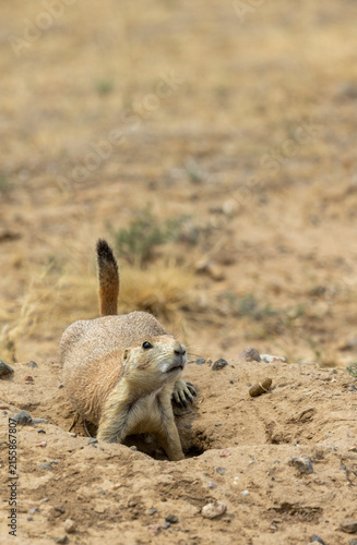 Cute Prairie Dog in the Colorado Prairie