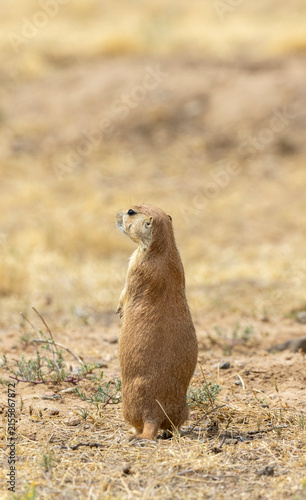 Cute Prairie Dog in the Colorado Prairie