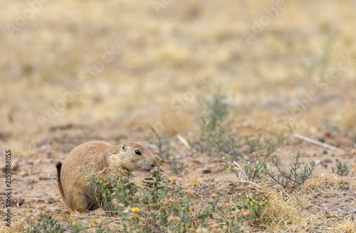 Cute Prairie Dog in the Colorado Prairie