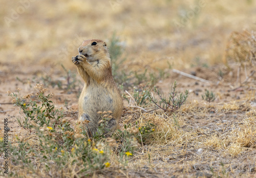 Cute Prairie Dog in the Colorado Prairie