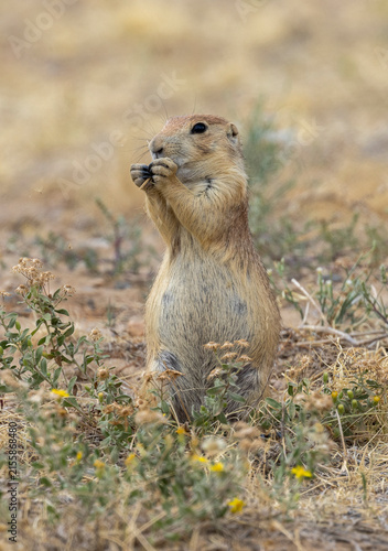 Cute Prairie Dog in the Colorado Prairie