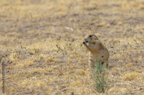Cute Prairie Dog in the Colorado Prairie