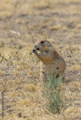 Cute Prairie Dog in the Colorado Prairie