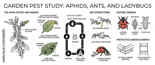 Garden pests study: aphids, ants, and ladybugs information graphic