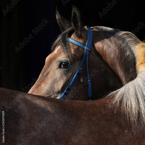 Looking back  purebred dressage horse portrait in dark stable
