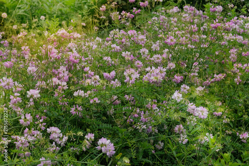 Coronilla with pink flowers is growing in cottage garden. Purple crown vetch in meadow. Plant from legume family in sunny day.