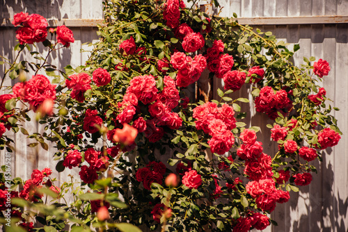 A red rose on a bush in a summer garden. Juicy bright greenery, blurred background. Beauty in nature. A blooming flower.