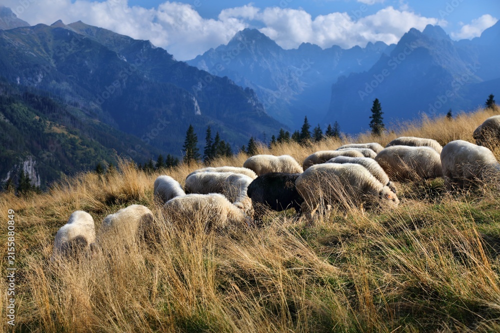 Naklejka premium Tatra mountains in Poland. Traditional shepherding of sheep in Rusinowa Polana. September sunny day.