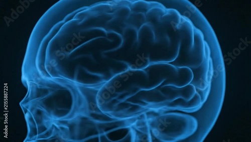 Blue glowing x-ray visualization of human skull and brain in profile on black background. Detailed medical rendering of neurological structures and cranial anatomy for science.