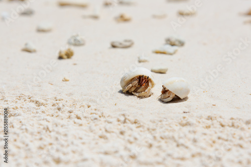 Close-up shot of two small hermit crabs in white sea shells crawling on a sandy tropical beach.