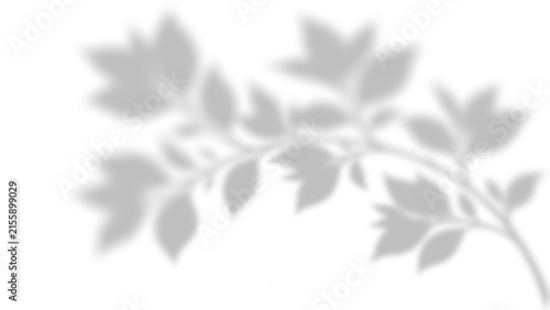 Soft Foliage Branch Shadow Overlay with Blurred Botanical Effect on Transparent Background