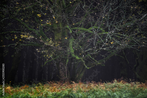 Foto Ancient mossy tree in a dark, misty forest