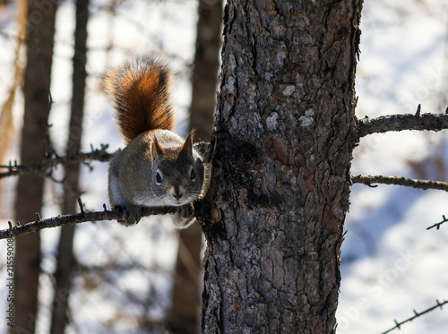 Red Squirrel Looking at Camera on Tree Branch in Winter